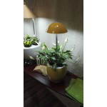 Jardinière d'hydroponie automatique pour culture indoor POME (petit, jaune)