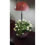 Jardinière d'hydroponie automatique pour culture indoor POME (petit, rose)
