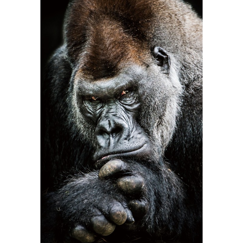 Gorilla Glastafel (80 x 120 cm) (Schwarz, grau) - image 49246