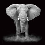 Dipinto su vetro ELEPHANT (100 x 100 cm) (grigio, nero)