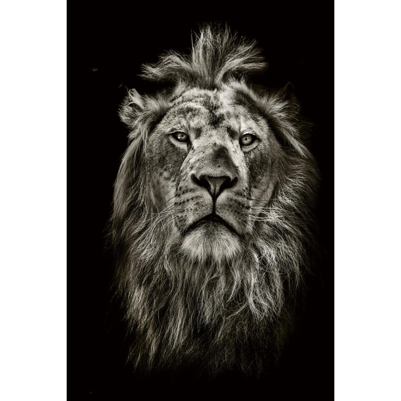 Tableau sur verre TETE DE LION (80 x 120 cm) (noir, beige) - image 59229